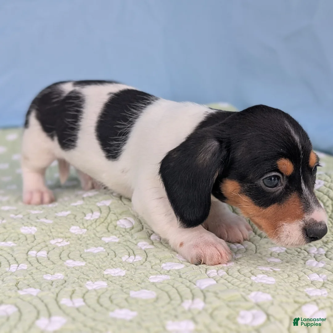 Miniature Dachshund dogs for sale: Reese Cup - Ad 7
