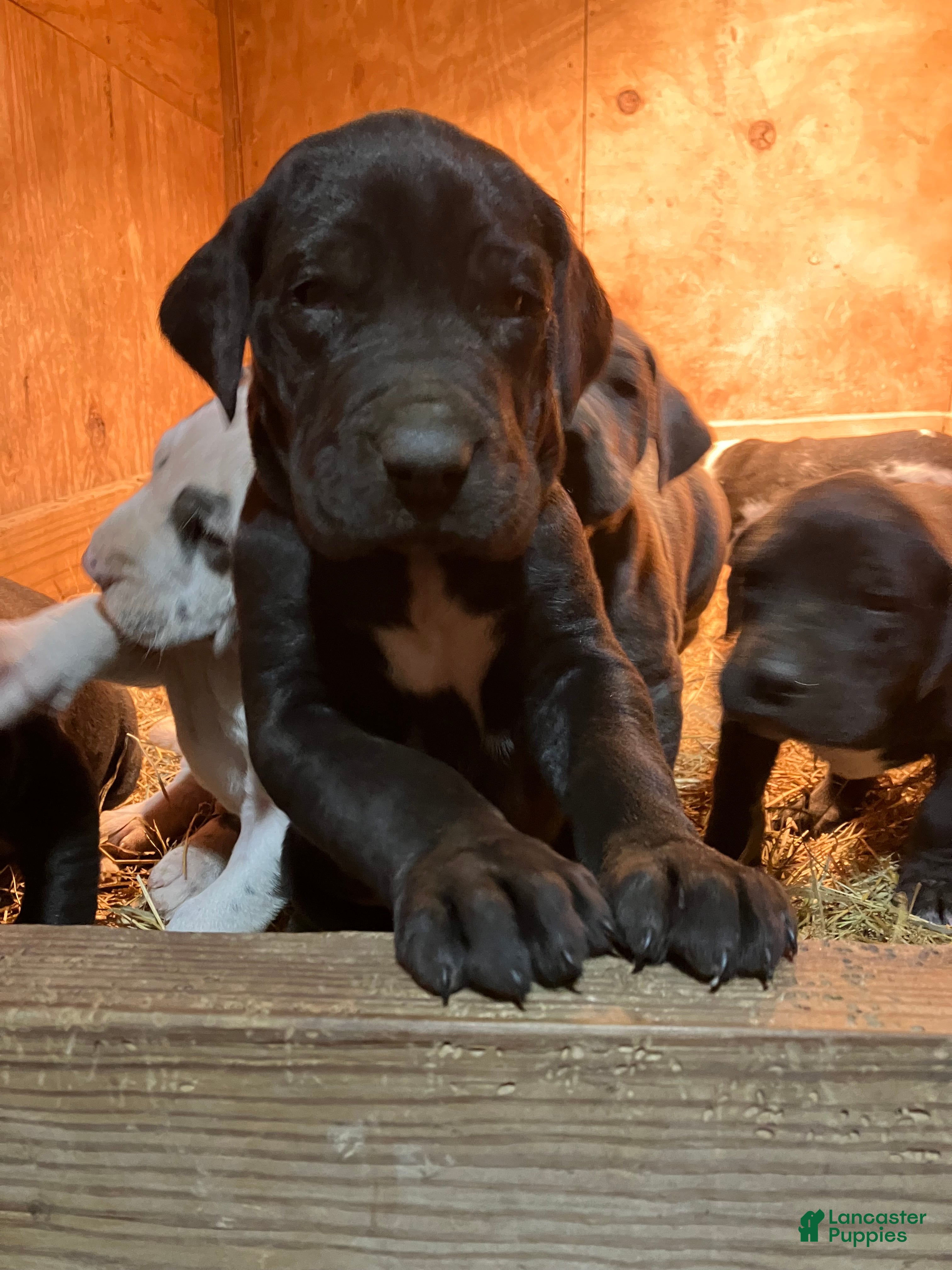 Great Dane dogs Joe - Ad 8