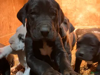 Great Dane dogs Joe - Ad 42