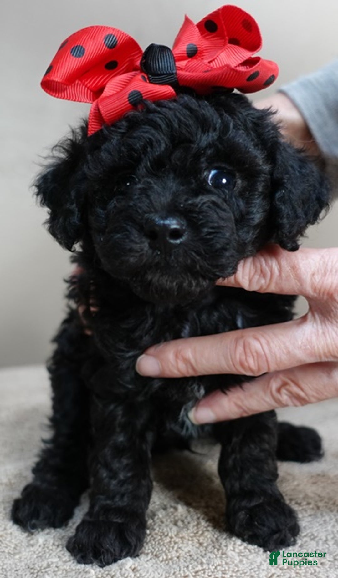 Toy Poodle dogs for sale: Kaida solid black - Ad 16