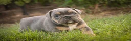 English Bulldog dogs for sale: Sophie English Bulldog  - Ad 5