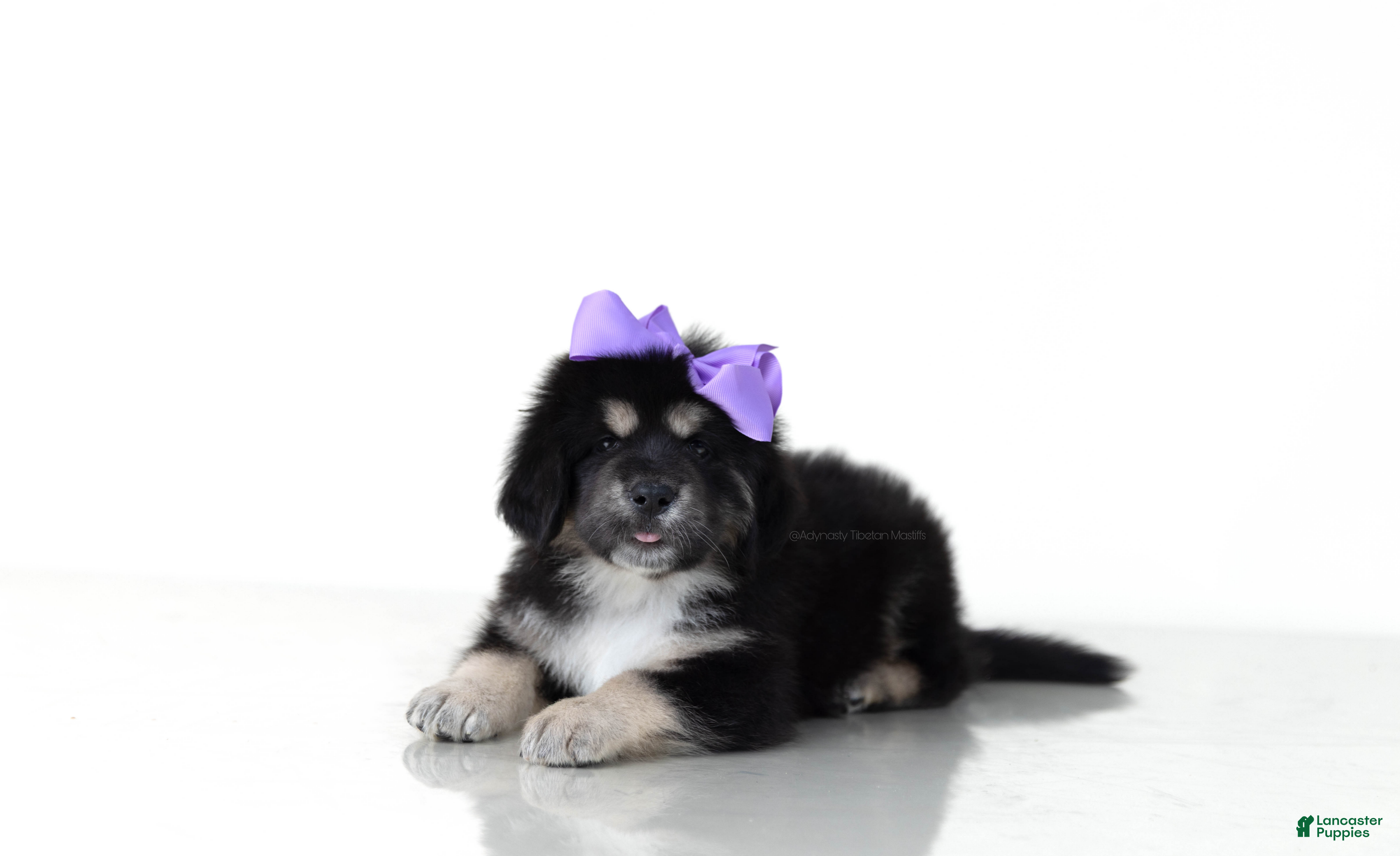 Tibetan Mastiff dogs Tibetan Mastiff Puppy | Purple Girl  - Ad 1