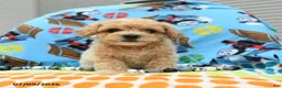 Bichpoo dogs for sale: Captain - Ad 1