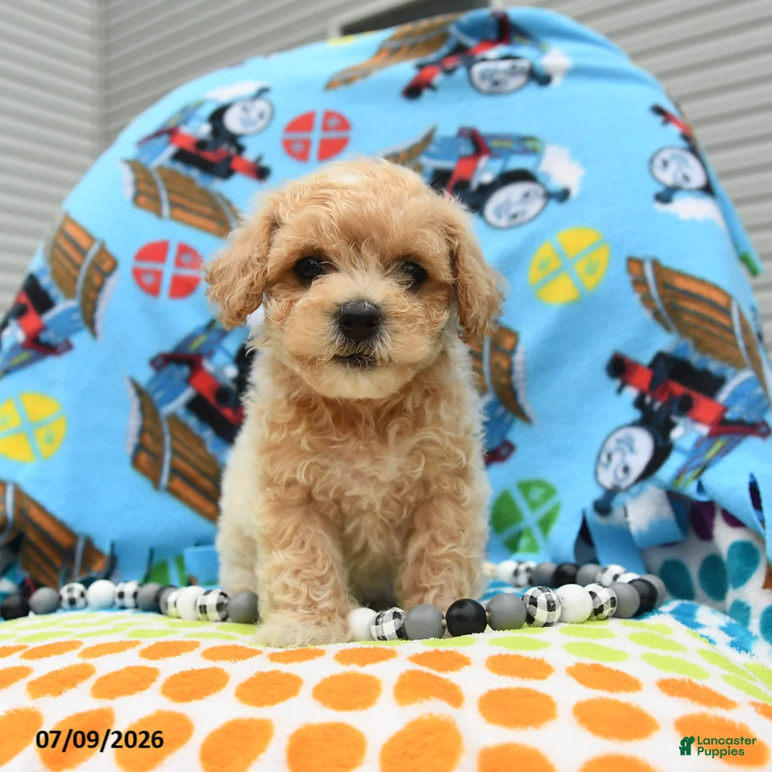 Bichpoo dogs for sale: Captain - Ad 1