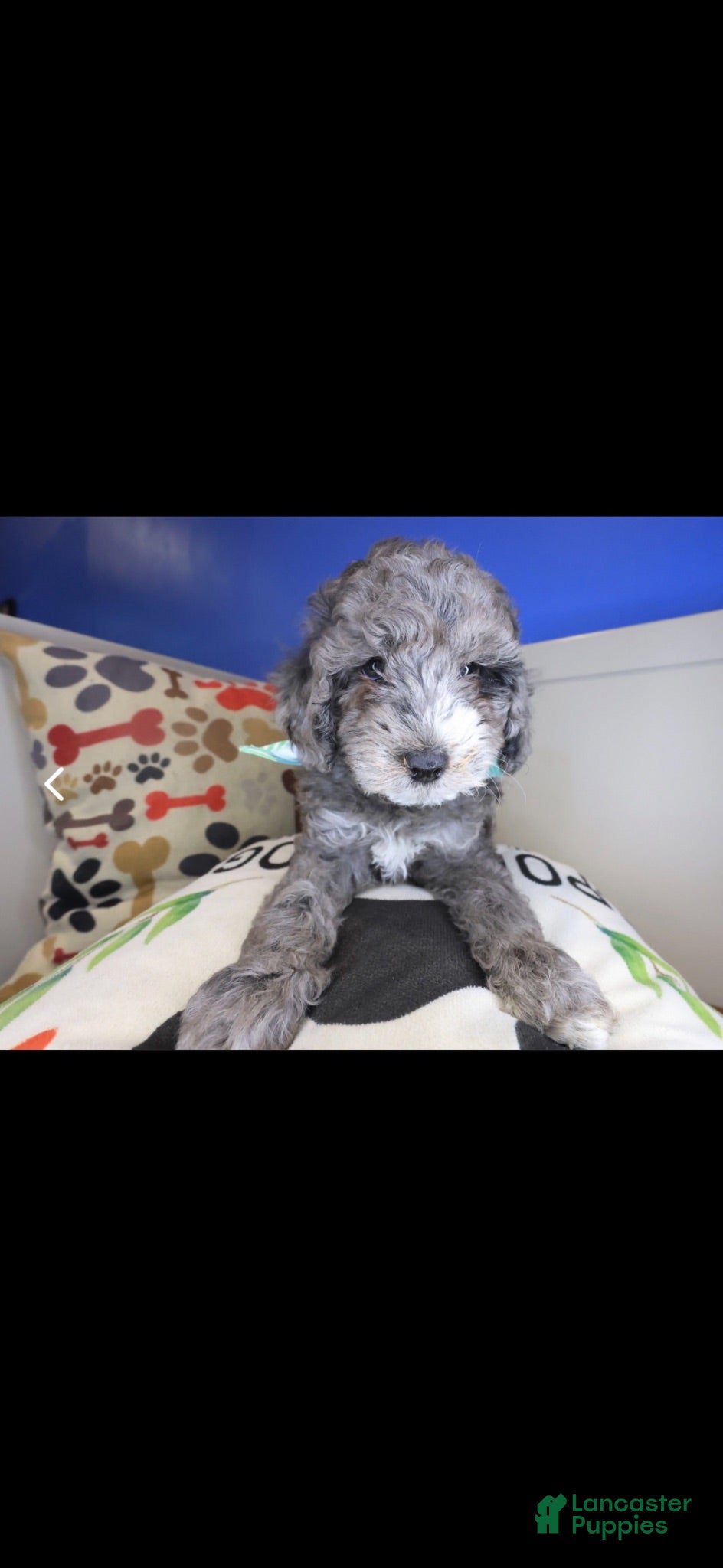 Goldendoodle dogs Goldendoodle 1 - Ad 1