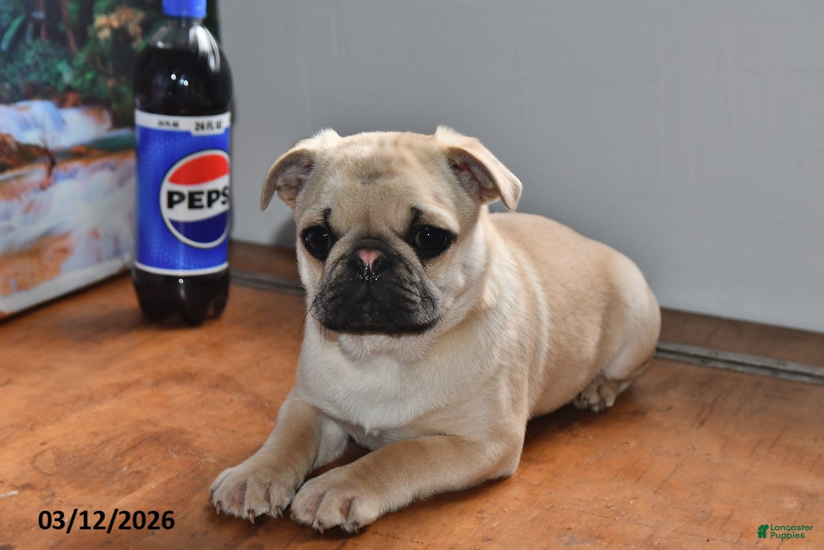 Pug dogs Billy - Ad 2