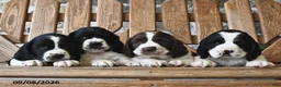 English Springer Spaniel dogs for sale: Whoopie Pie  - Ad 5