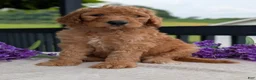 Goldendoodle dogs for sale: Parker - Ad 22