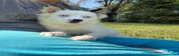 Pomsky dogs for sale: Prince  - Ad 4