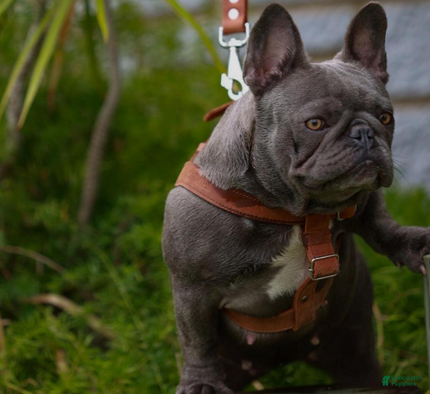 French Bulldog dogs Blue Fawn Boy 1 - Ad 2