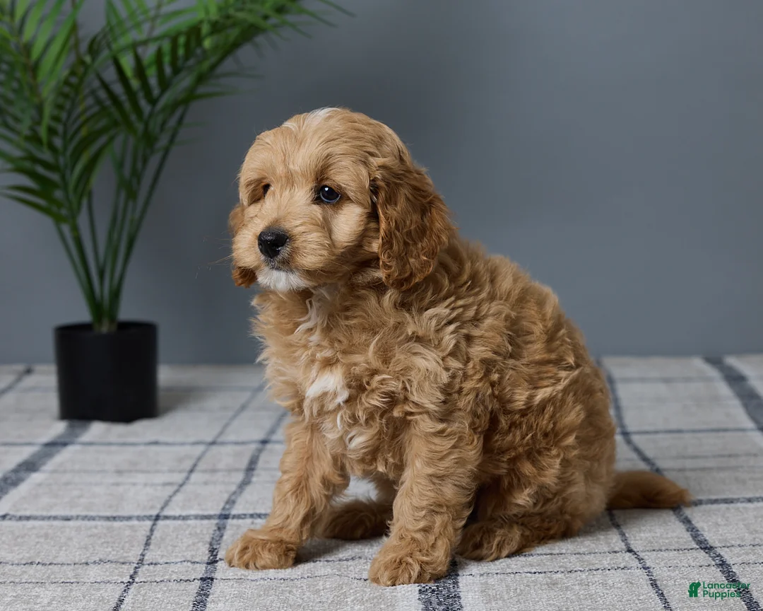 Mini Goldendoodle dogs for sale: Clayton - Ad 2