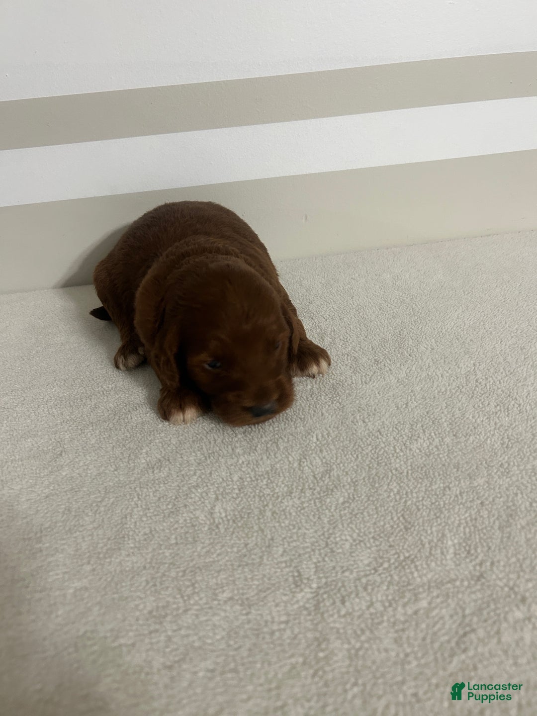 Mini Goldendoodle dogs for sale: Chelsie - Ad 5