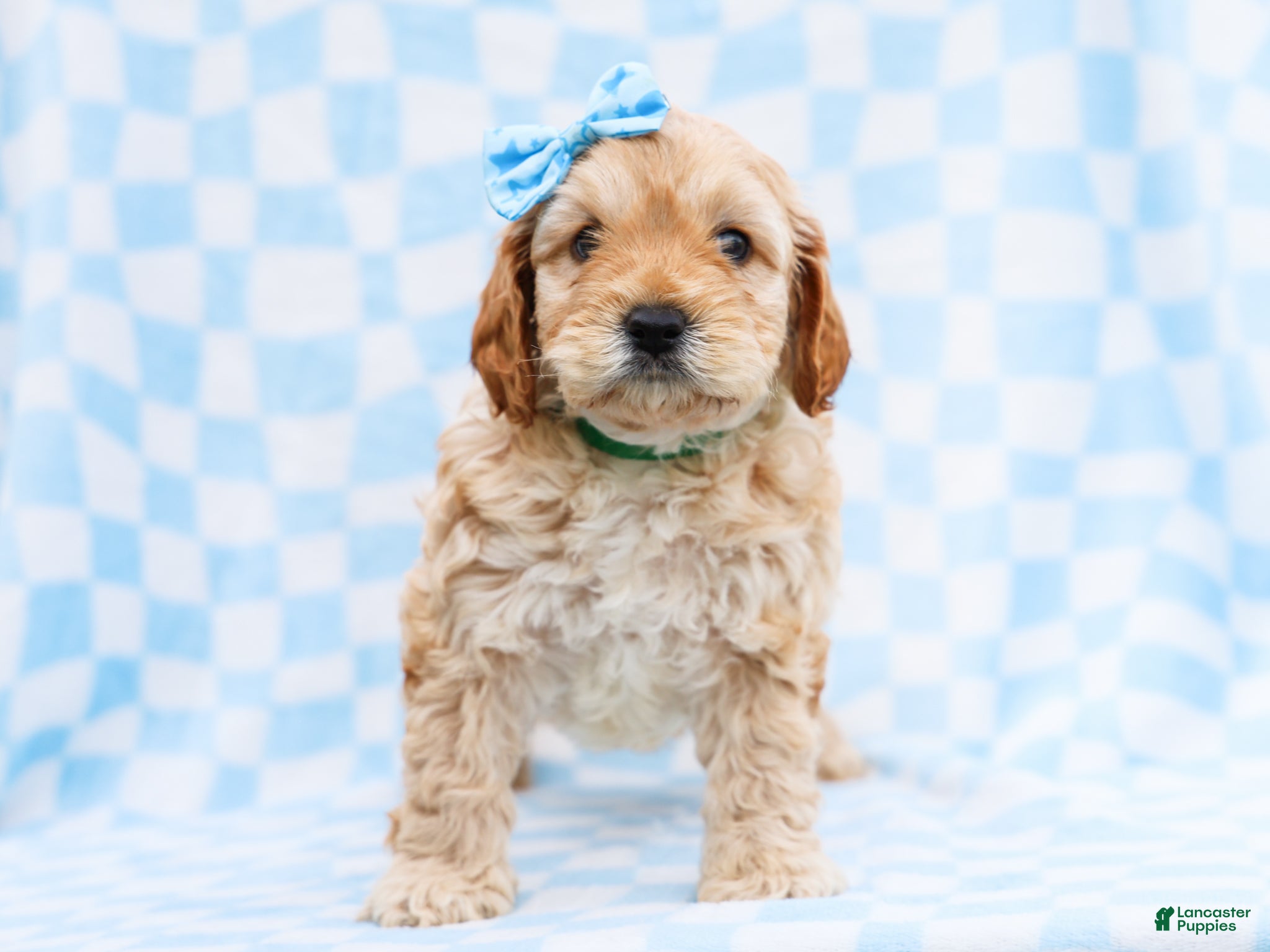 Cavapoo dogs Buddy - Ad 1