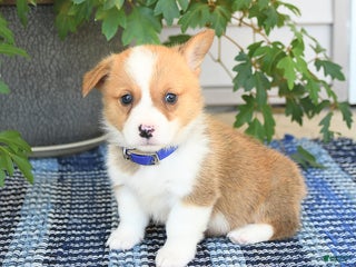 Welsh Corgi Pembroke dogs - Ad 35