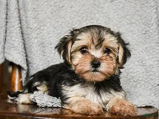 Morkie dogs Teeny - Ad 5