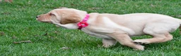 Labrador Retriever dogs for sale: Betty - Ad 8