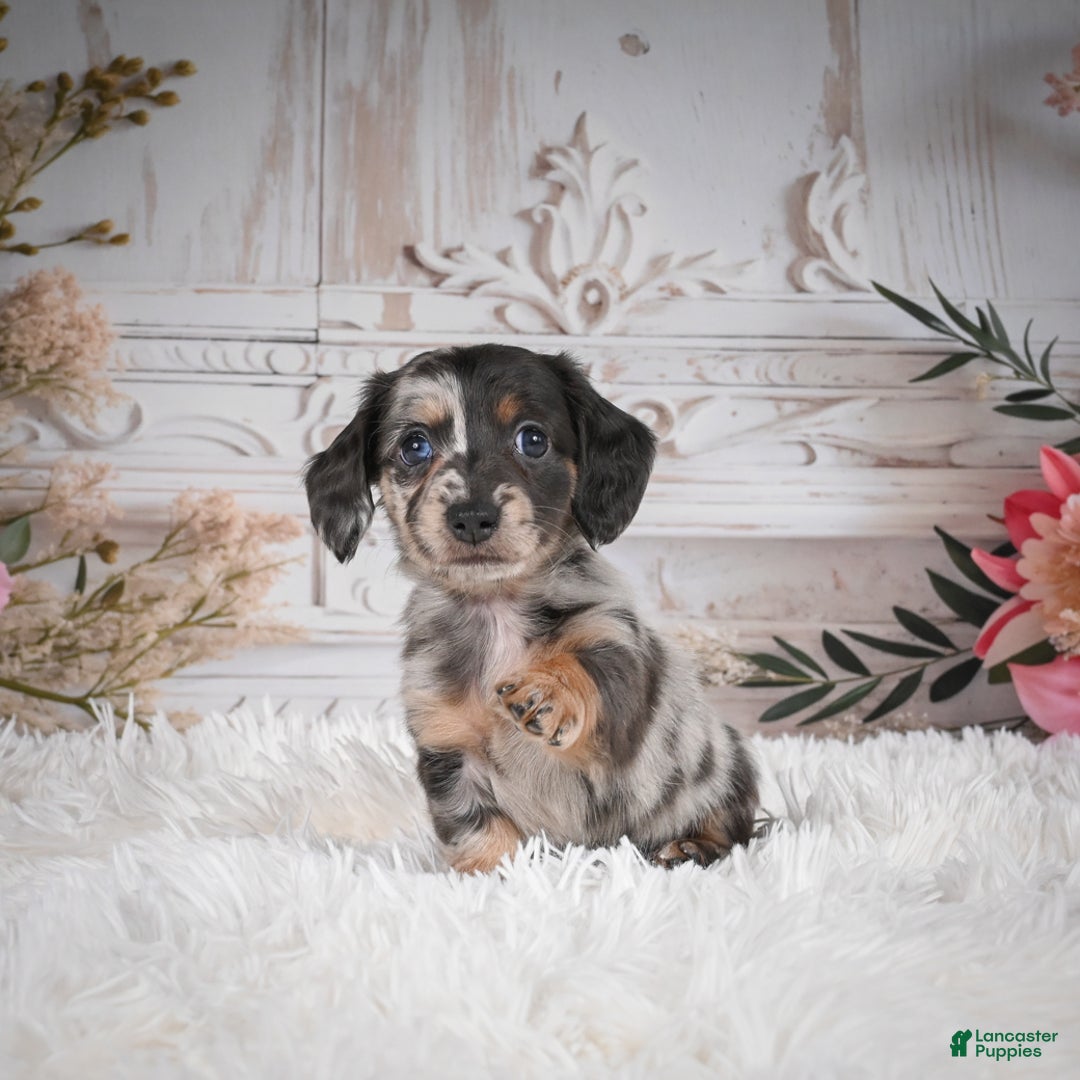 Miniature Dachshund dogs for sale: Precious-AKC - Ad 9