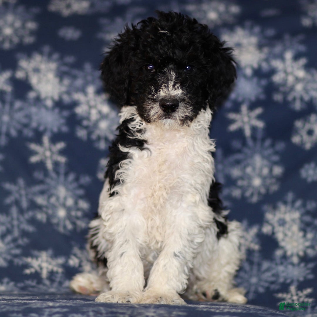 Sheepadoodle dogs for sale: Kyle - Ad 2