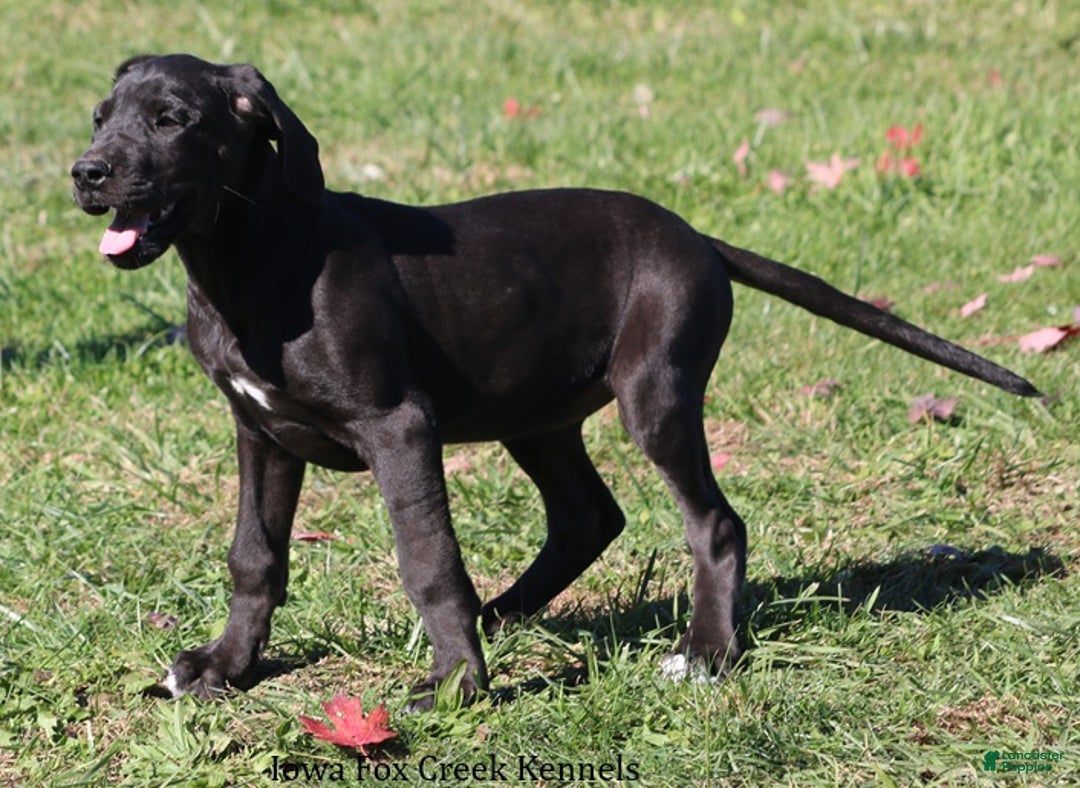 Great Dane dogs for sale: Great Dane Puppy 5 - Ad 10