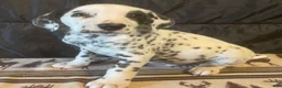 Dalmatian dogs for sale: Racer - Ad 1