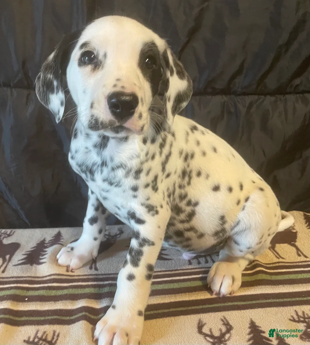 Dalmatian dogs for sale: Racer - Ad 1