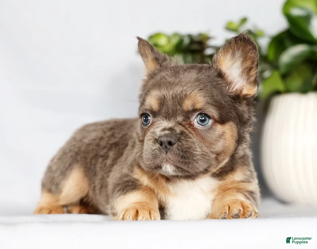 French Bulldog dogs for sale: Oakley - Ad 5
