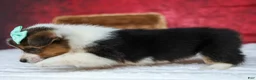 Welsh Corgi Pembroke dogs for sale: Amara🌸 - Ad 19