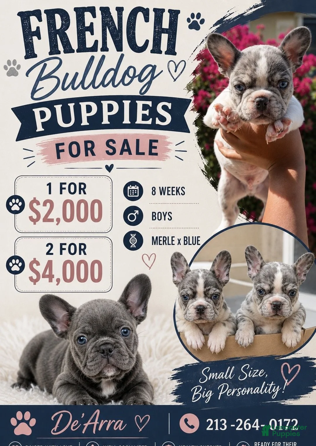 French Bulldog dogs for sale: French Bulldog 2 - Ad 3