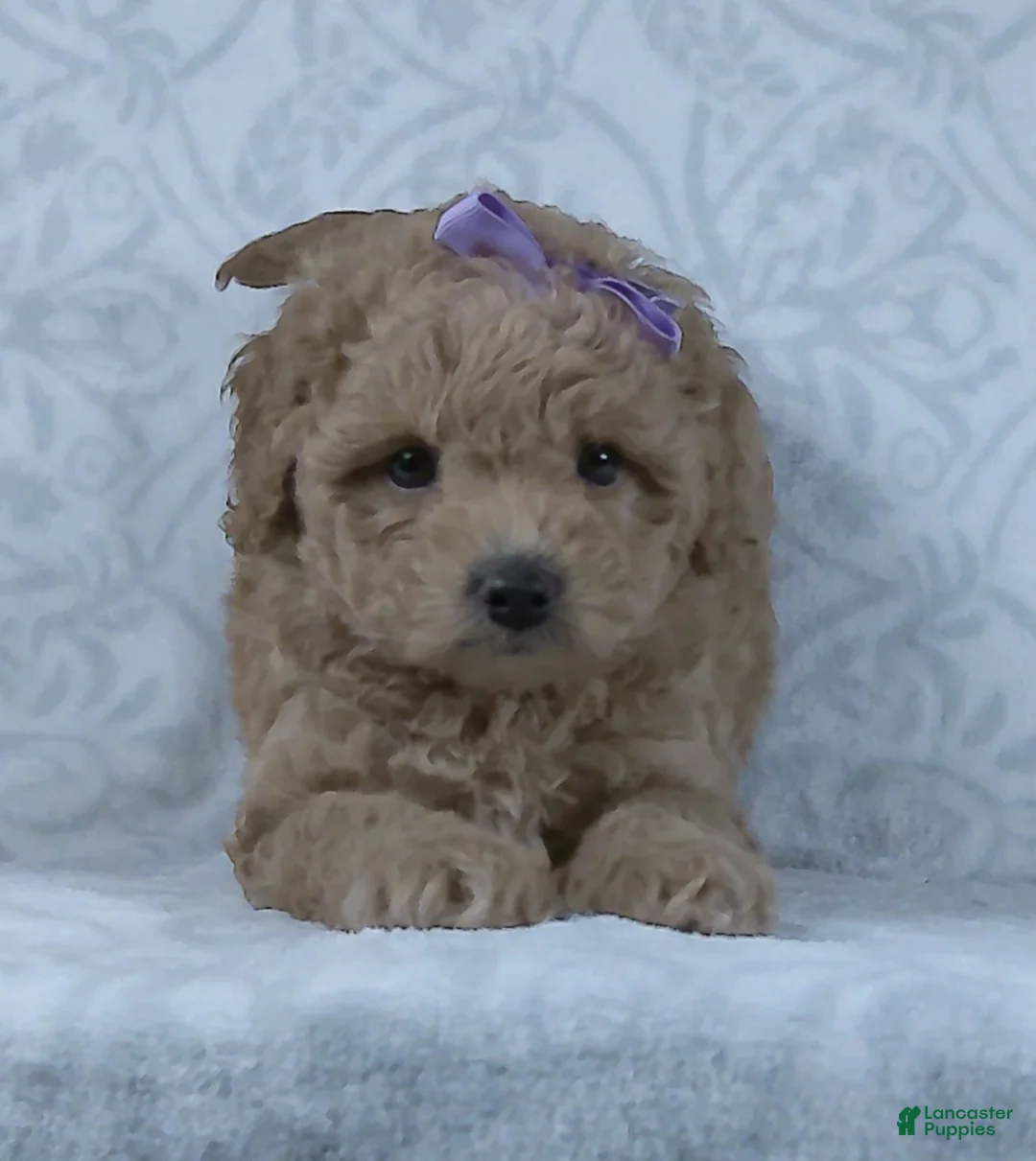 Mini Goldendoodle dogs for sale: Karla - Ad 7