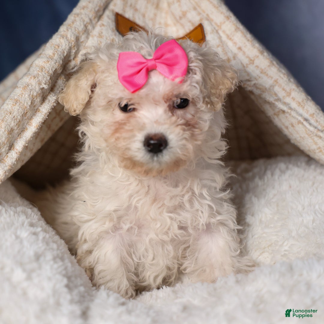 Yochon dogs for sale: NANA - Ad 1