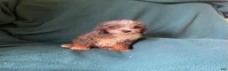 Cockapoo dogs for sale: Cockapoo 4 - Ad 4