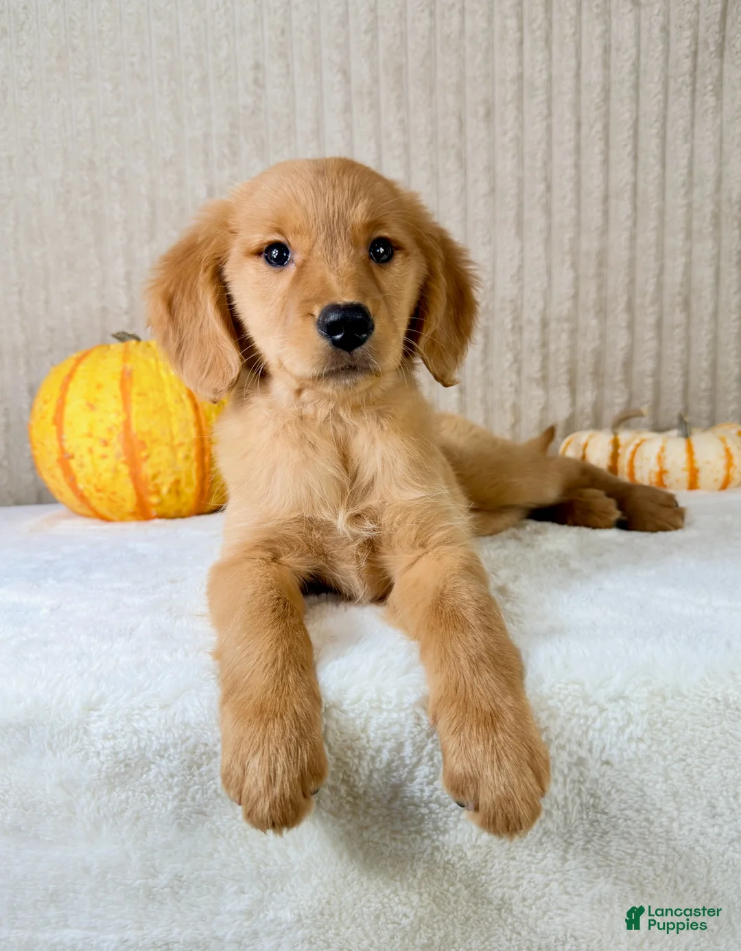 Golden Retriever dogs for sale: Dalila - Ad 1