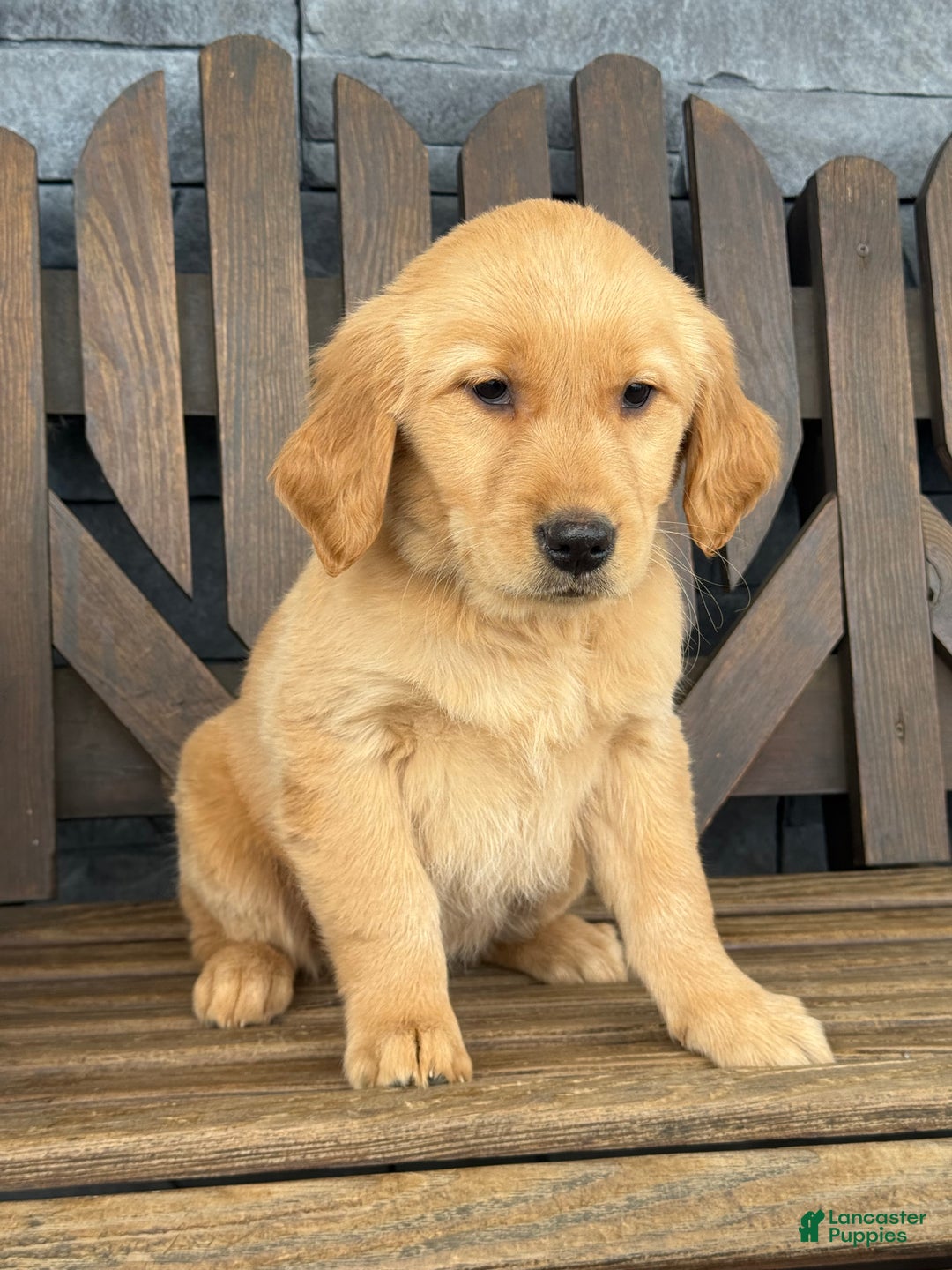 Golden Retriever dogs for sale: Carmel - Ad 4