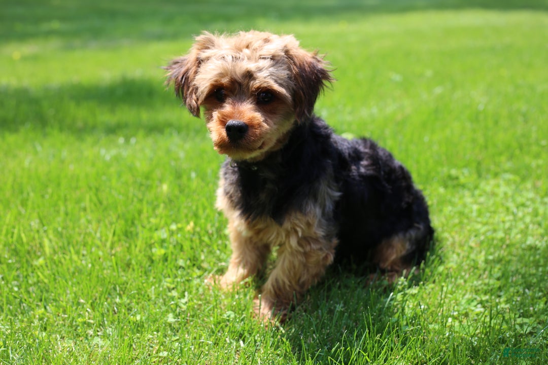 Yorkiepoo dogs for sale: Emmitt - Ad 19