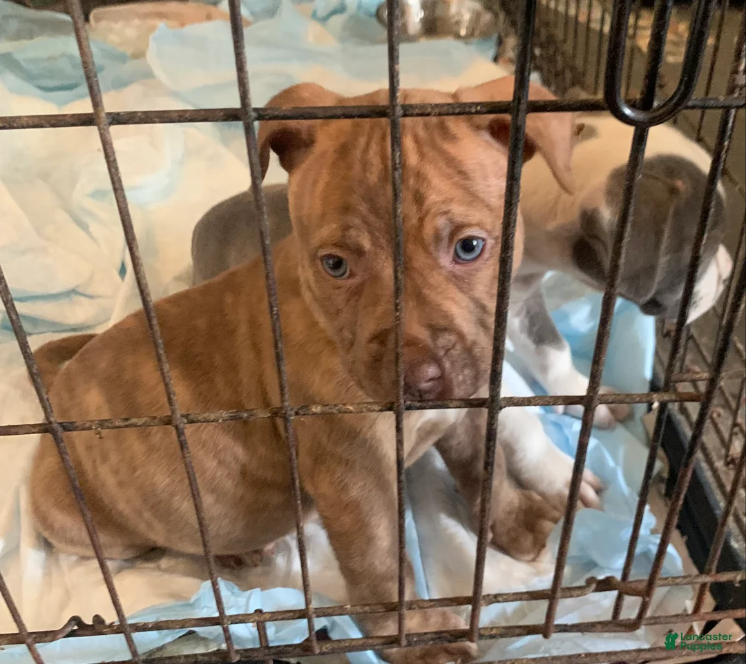 American Pit Bull Terrier dogs for sale: American Pit Bull Terrier Puppy 1 - Ad 4