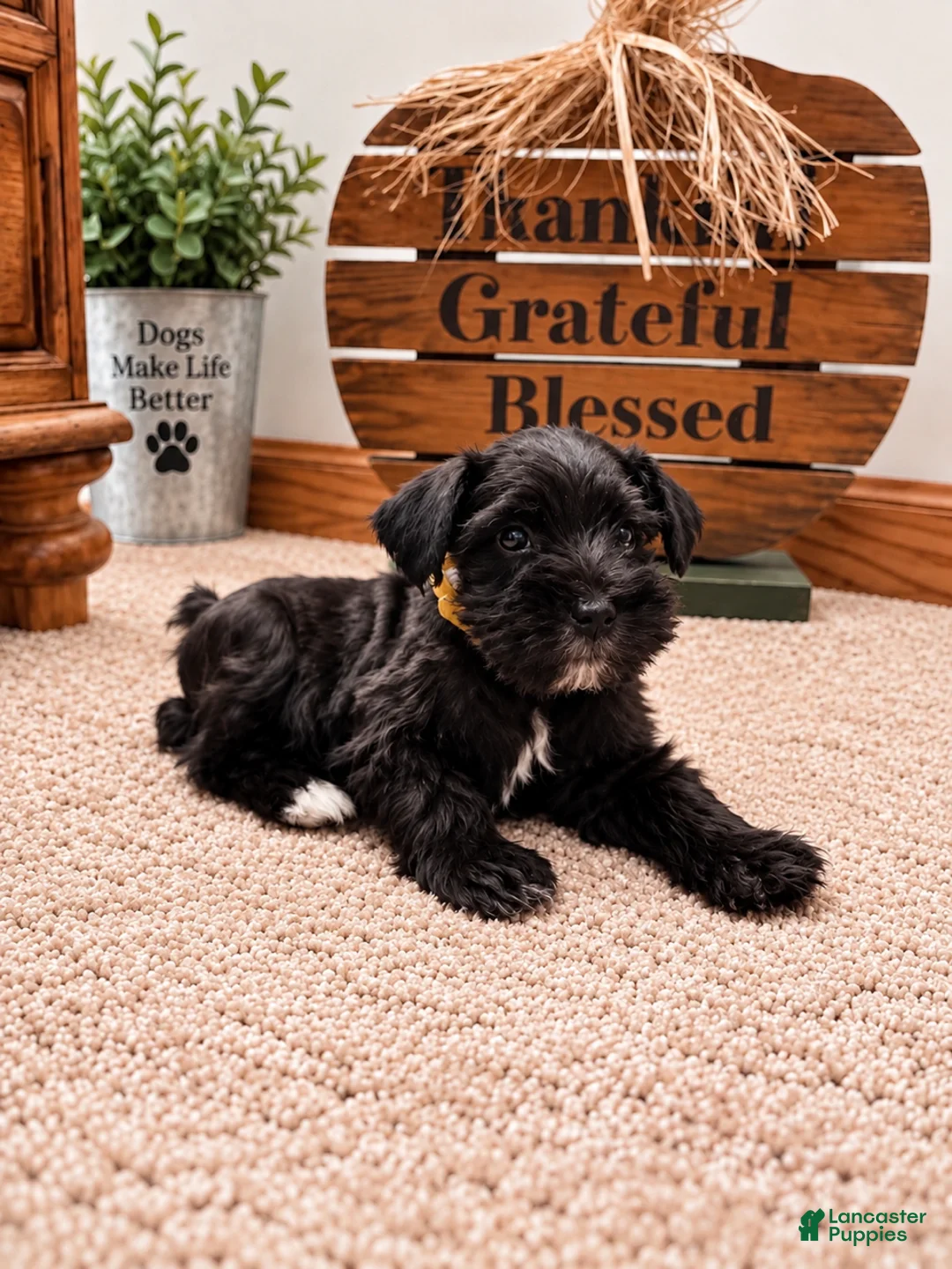 Miniature Schnauzer dogs for sale: Peanut - Ad 2