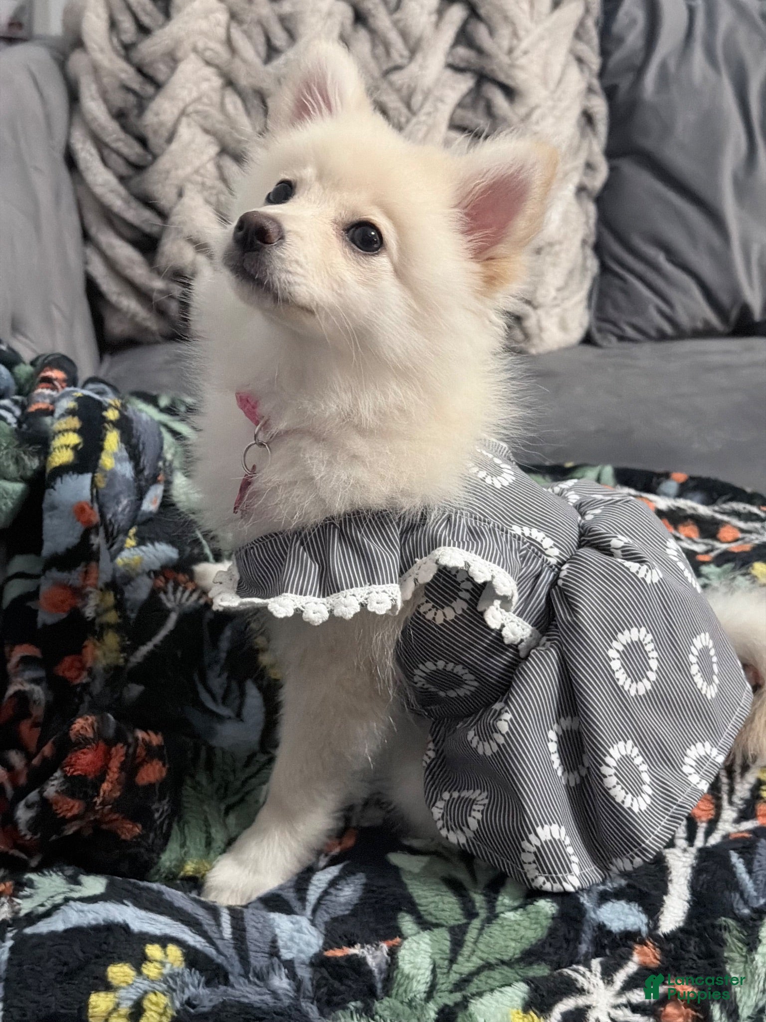 Pomeranian dogs Pomeranian 1 - Ad 15