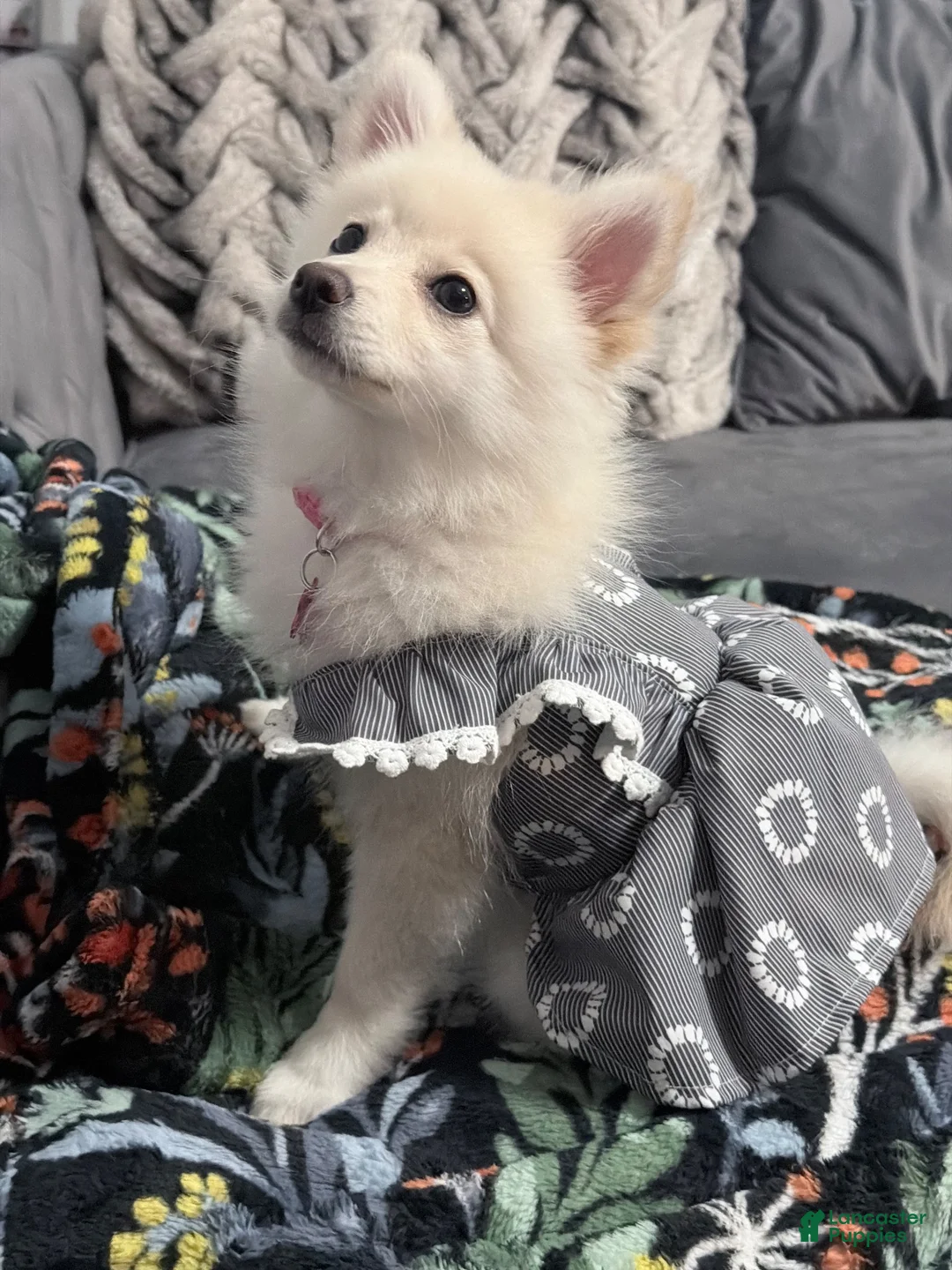 Pomeranian dogs for sale: Pomeranian 1 - Ad 1