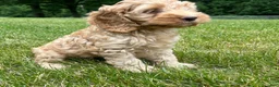 Cockapoo dogs for sale: Van - Ad 3