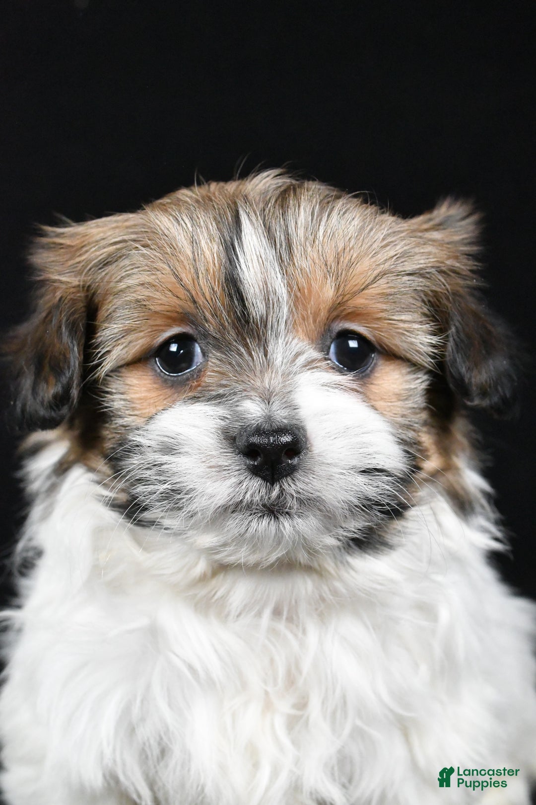 Mixed Breed dogs for sale: Amber - Ad 9