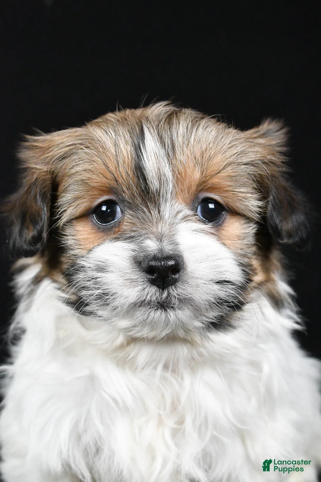 Mixed Breed dogs for sale: Amber - Ad 3