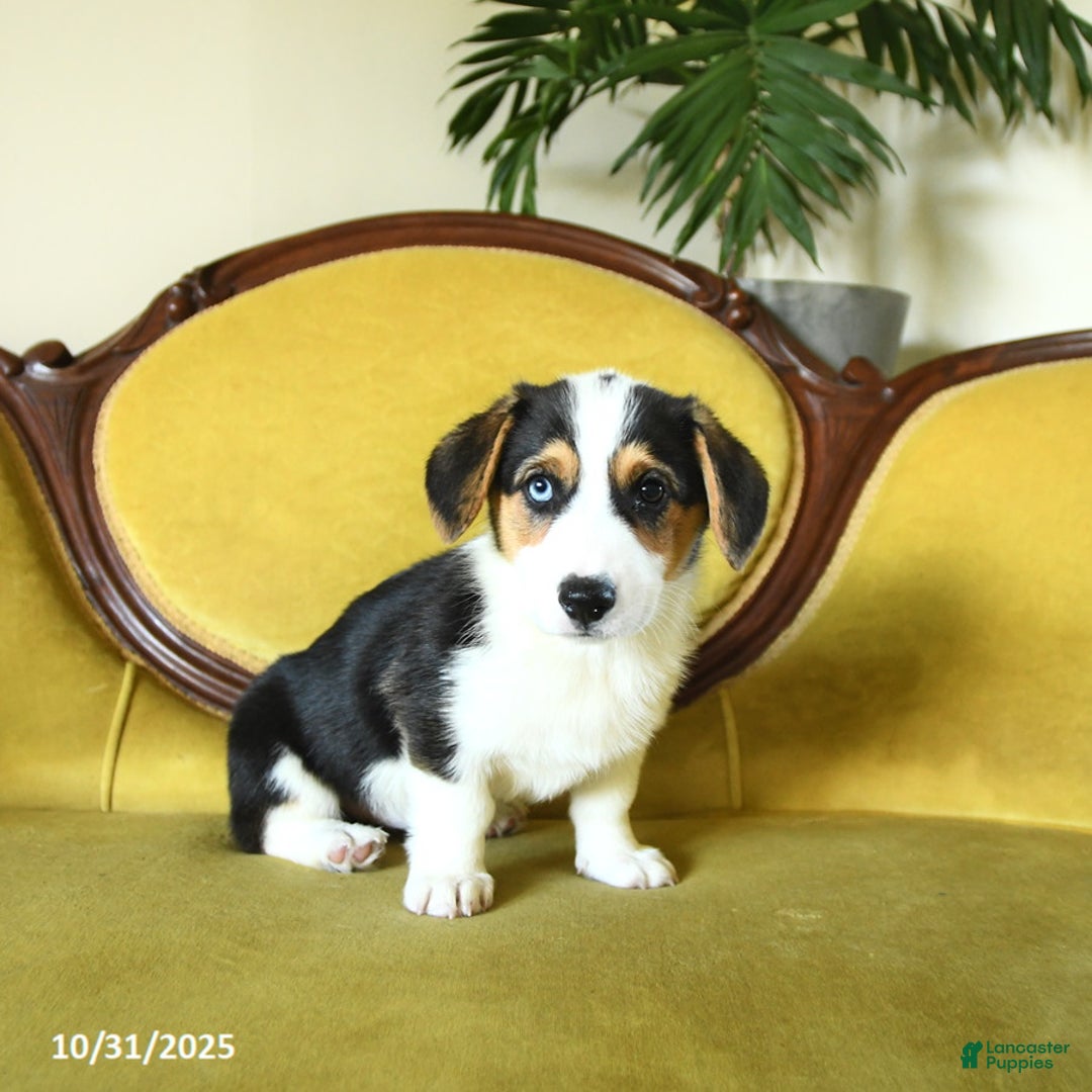 Welsh Corgi Pembroke dogs for sale: Natalie - Ad 16