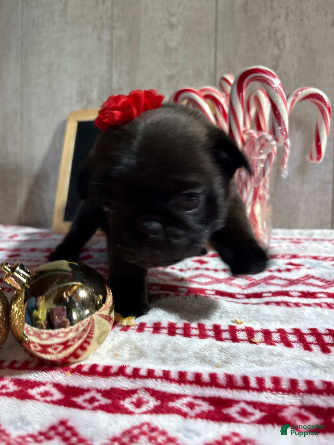 Pug dogs for sale: Ashley - Ad 4