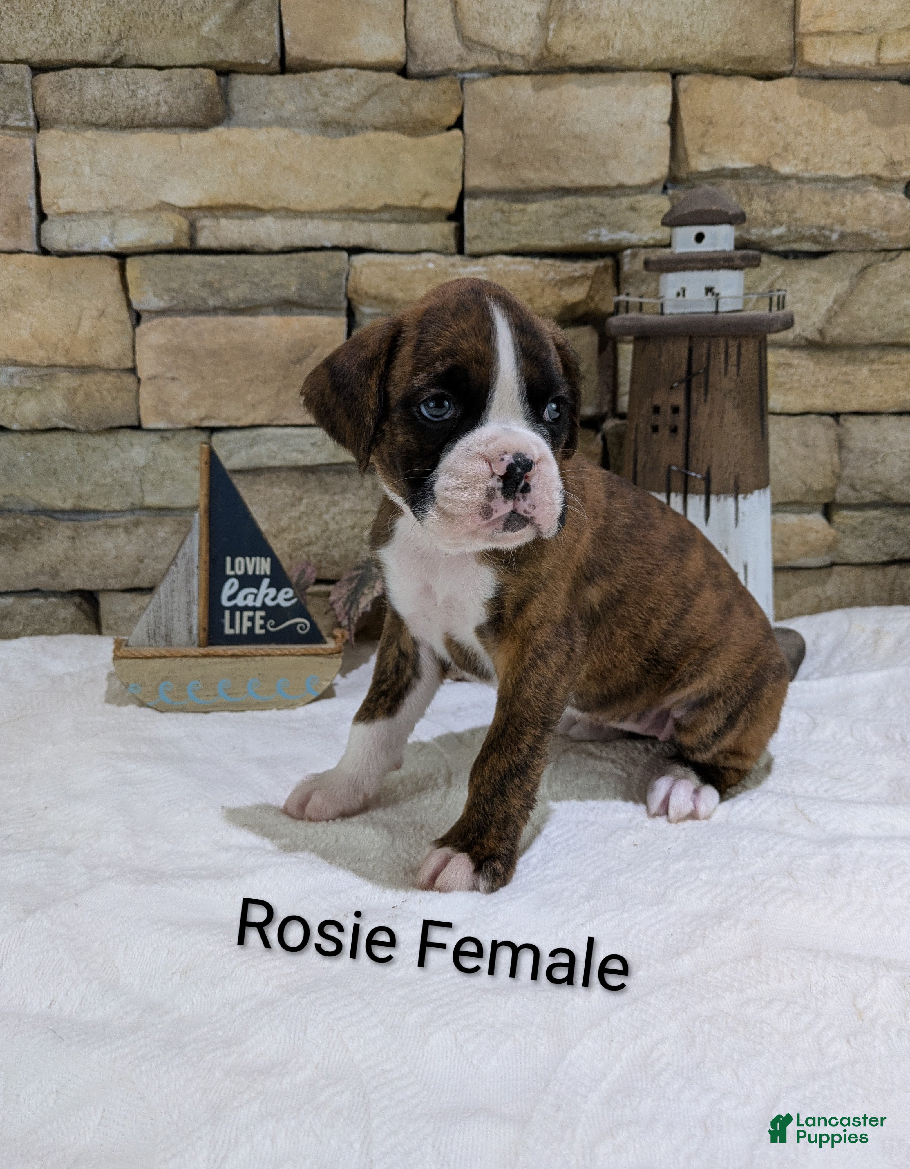 Boxer dogs Rosie Female - Ad 1