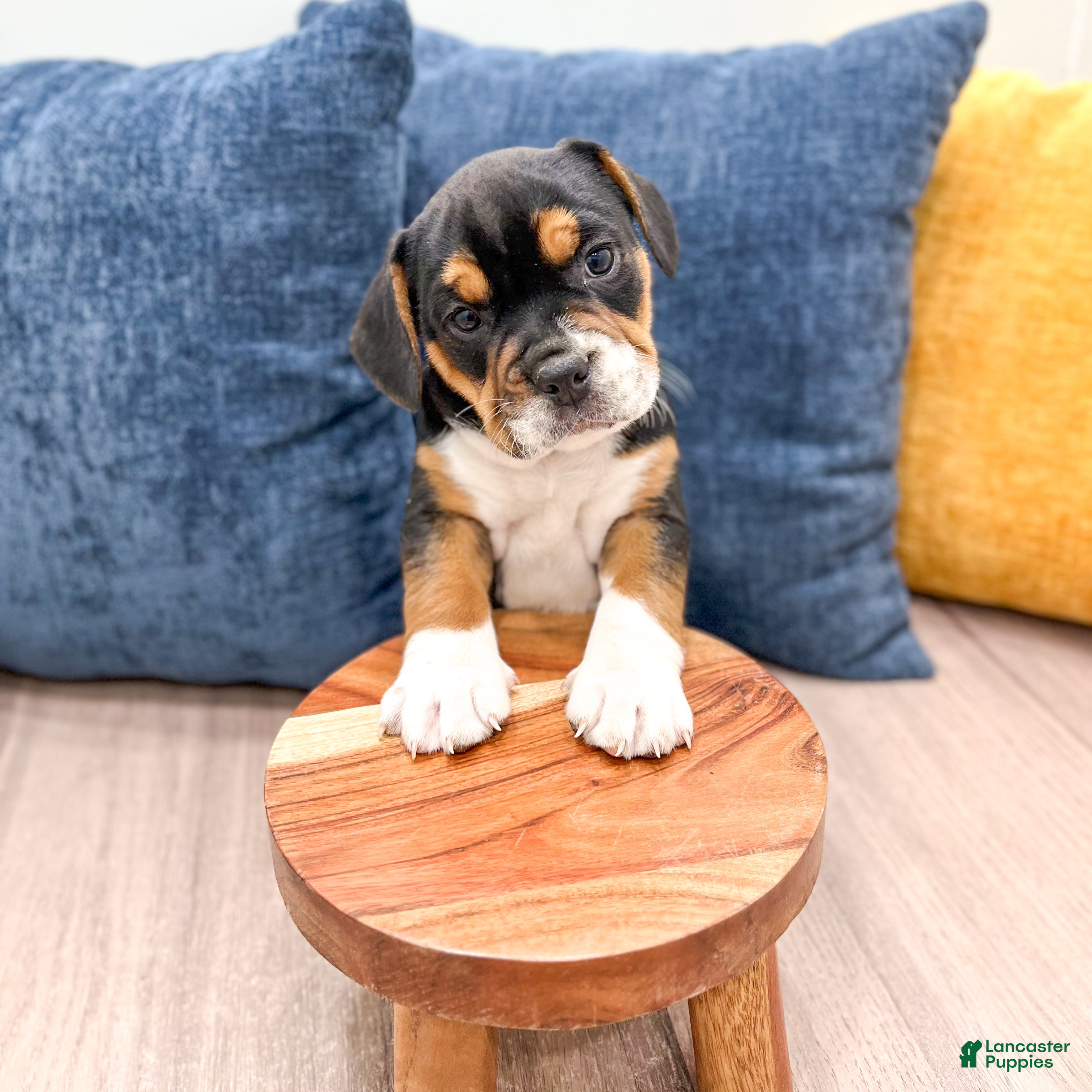 Mixed Breed dogs Grady - Ad 2