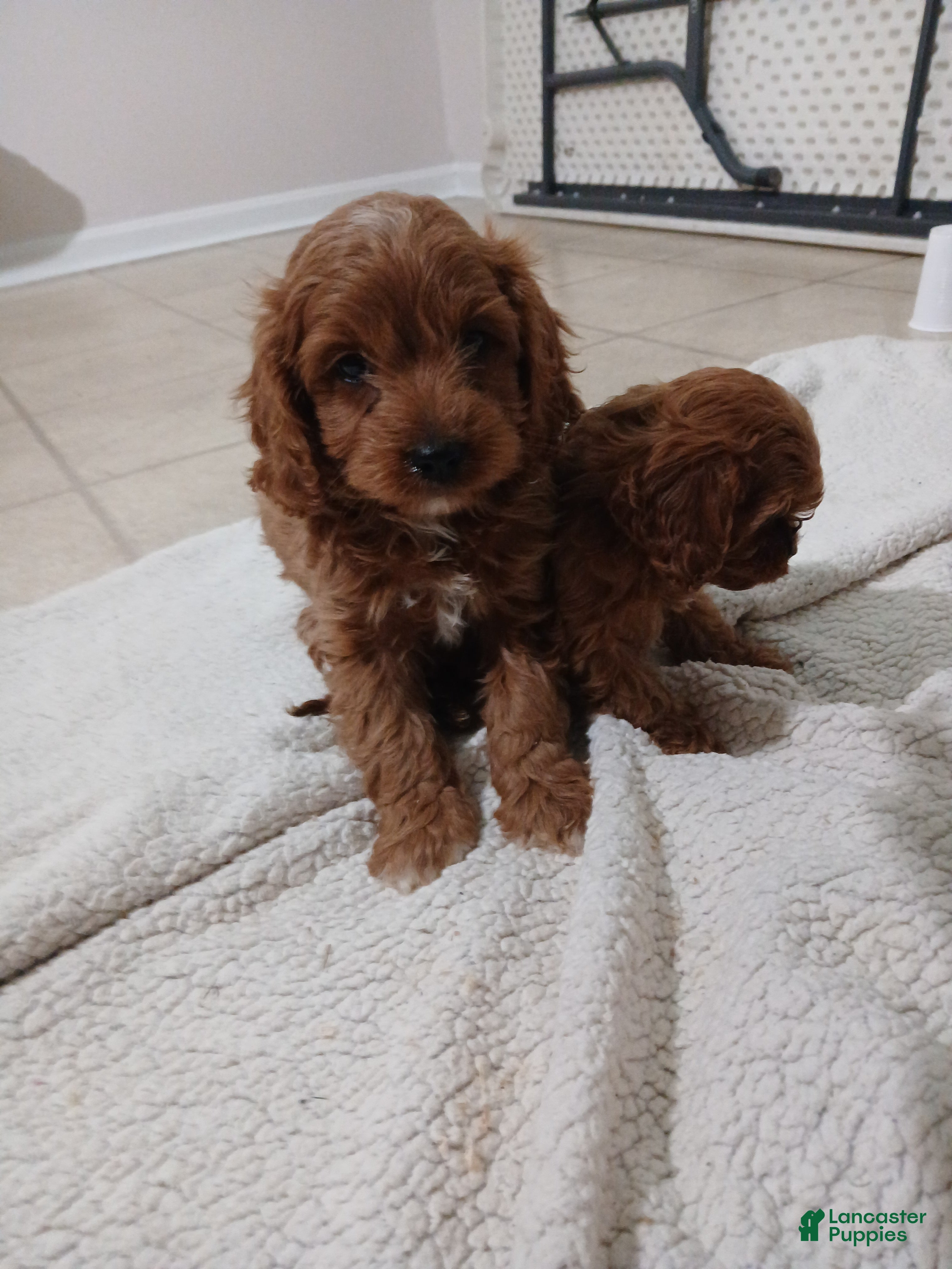 Cavapoo dogs Daulton - Ad 2