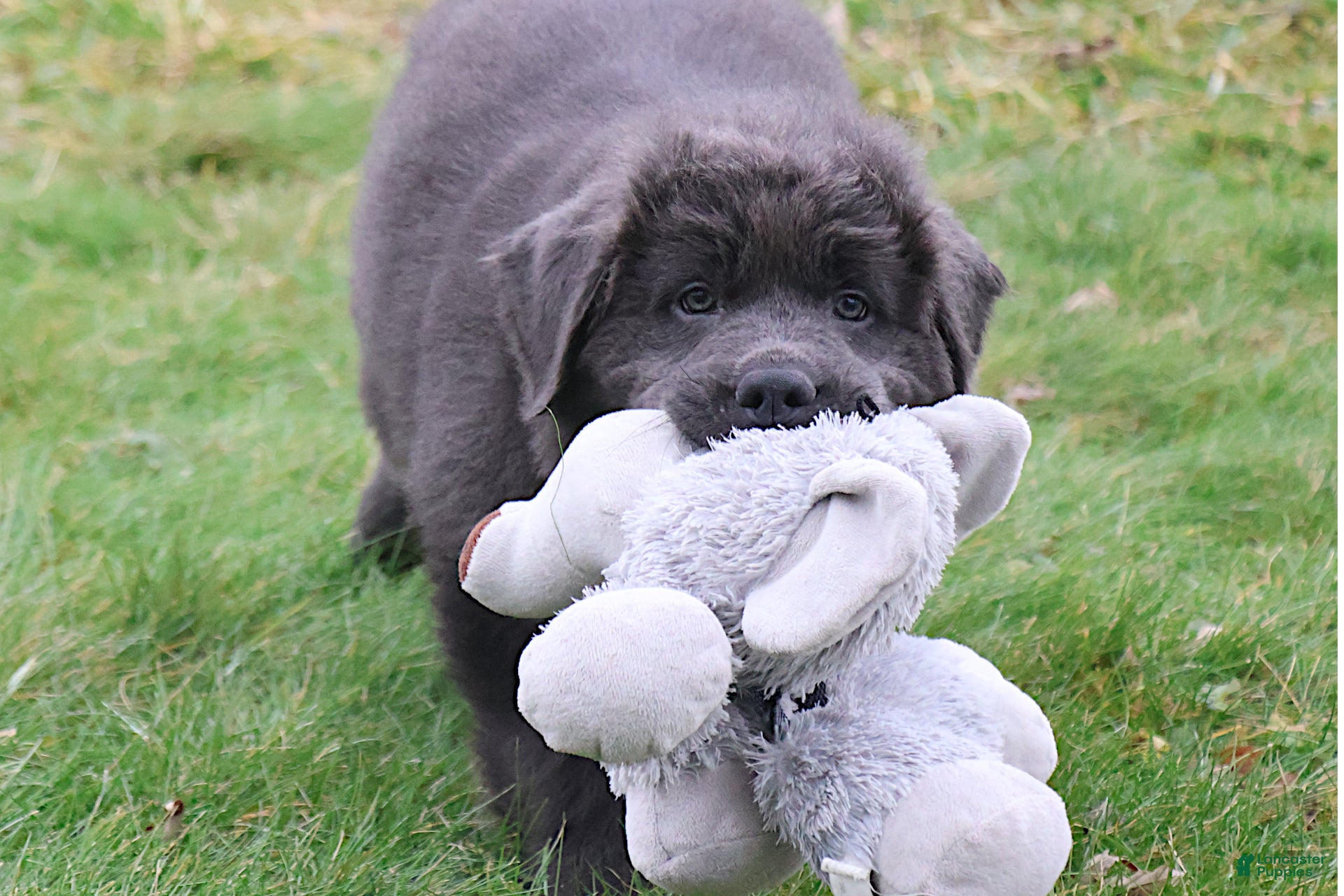 Newfoundland dogs Dolly - Ad 2