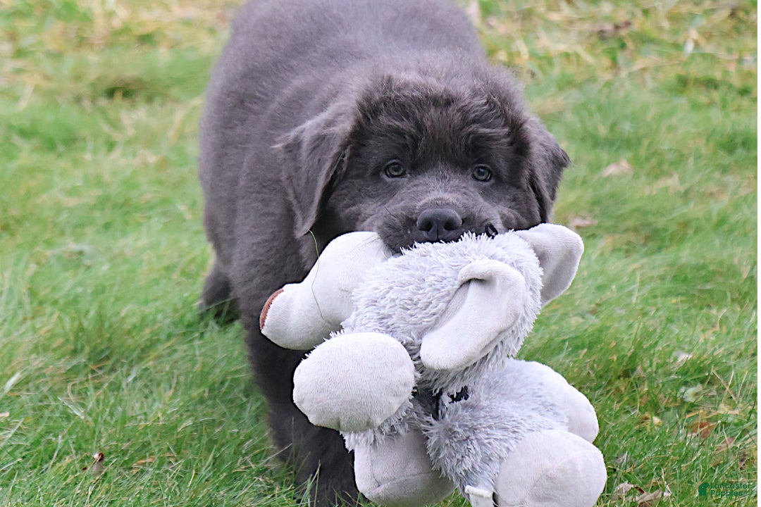 Newfoundland dogs for sale: Dolly - Ad 1