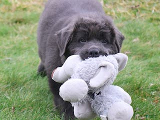 Newfoundland dogs Dolly - Ad 1