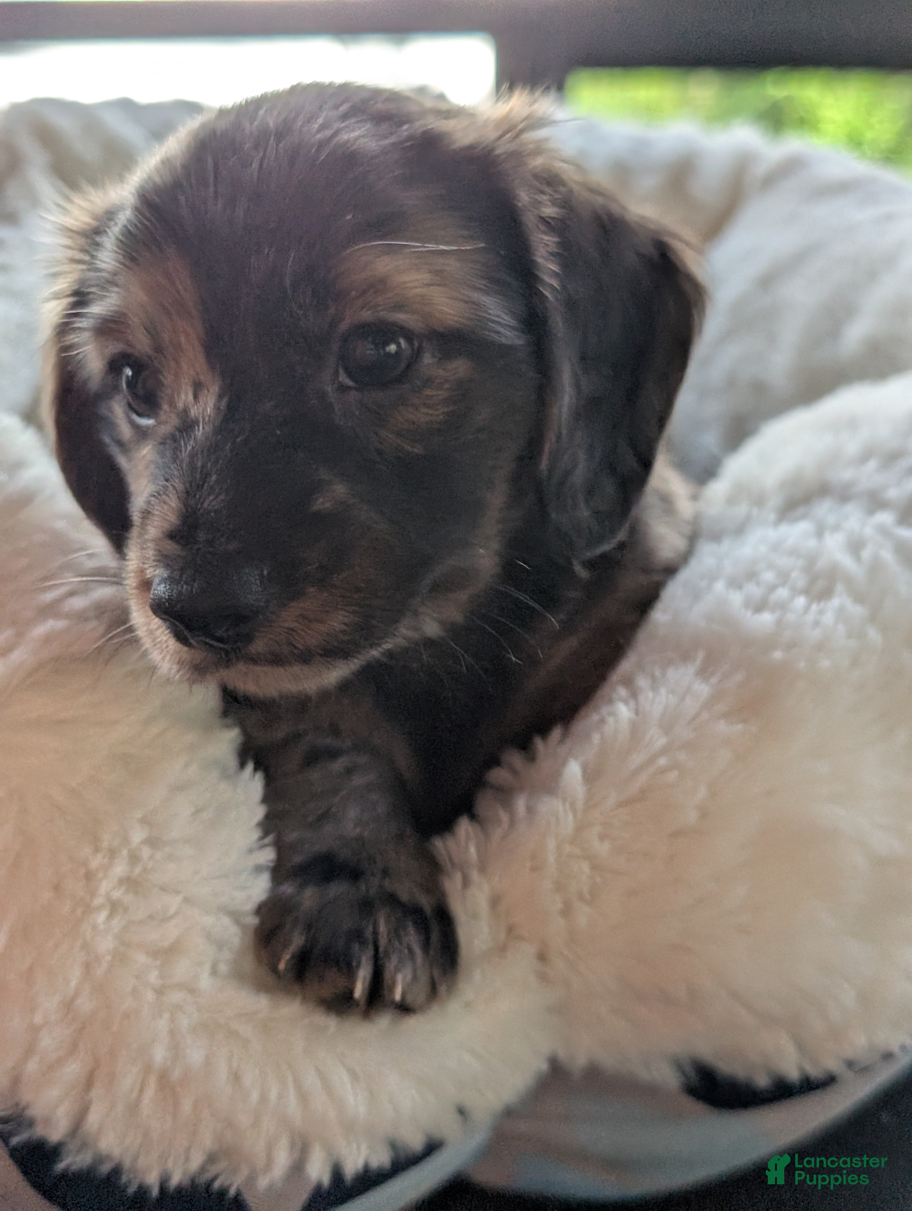 Miniature Dachshund dogs Tank - Ad 1